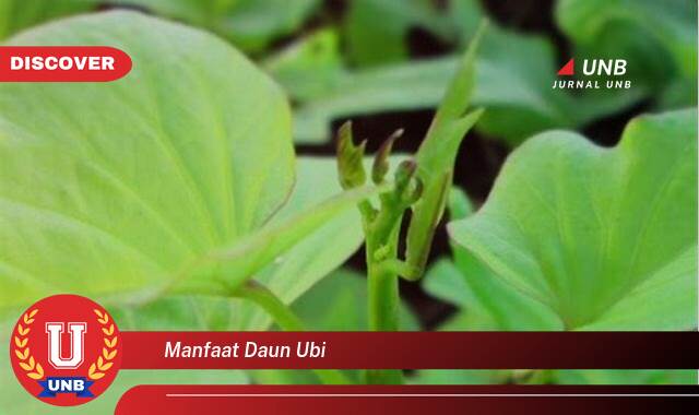 Temukan 8 Manfaat Daun Ubi Jalar untuk Kesehatan Tubuh Anda Temukan 8 Manfaat Daun Ubi Jalar untuk Kesehatan Tubuh Anda