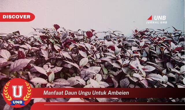 Temukan 8 Manfaat Daun Ungu untuk Ambeien, Redakan Nyeri dan Bengkak Secara Alami