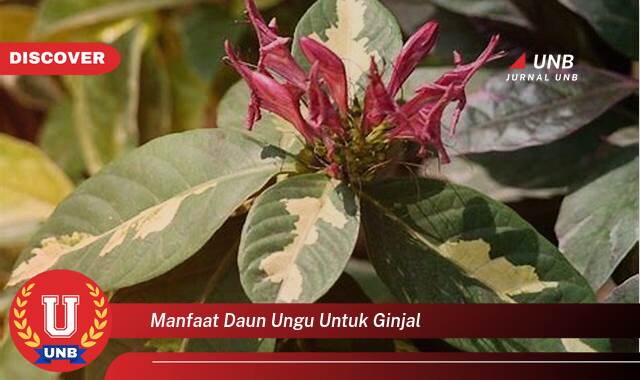 Temukan 9 Manfaat manfaat daun ungu untuk ginjal yang Wajib Kamu Intip