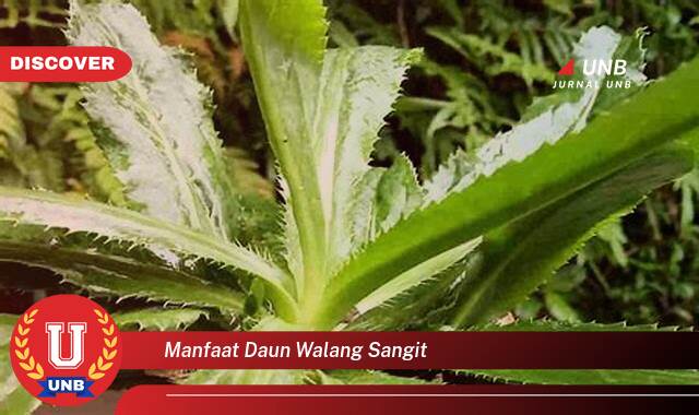 Temukan 8 Manfaat Daun Walang Sangit untuk Kesehatan dan Kehidupan Sehari,hari