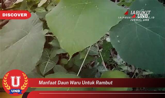 8 Manfaat manfaat daun waru untuk rambut yang Wajib kamu ketahui