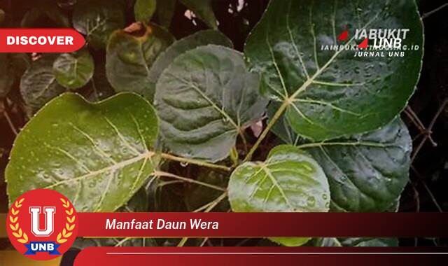Ketahui 9 Manfaat manfaat daun wera yang Wajib Kamu Intip