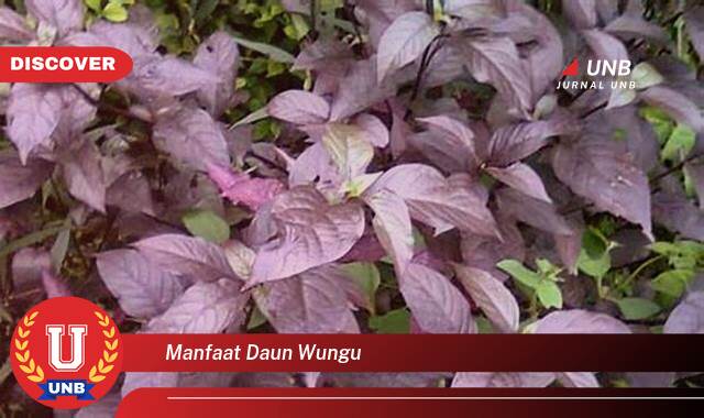 Ketahui 9 Manfaat manfaat daun wungu yang Jarang Diketahui