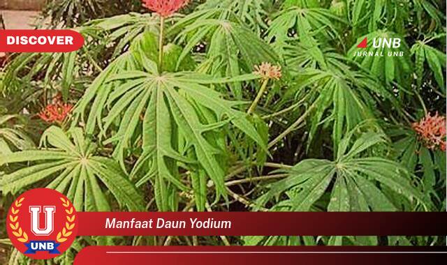 Ketahui 10 Manfaat manfaat daun yodium yang Jarang Diketahui