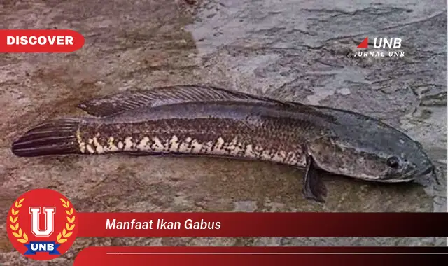 manfaat ikan gabus