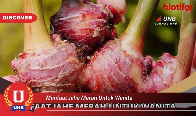 Temukan 8 Manfaat Jahe Merah untuk Wanita, Meningkatkan Kesehatan dan Kesejahteraan Anda