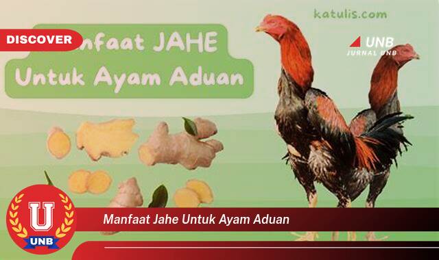 Temukan 10 Manfaat Jahe untuk Ayam Aduan, Meningkatkan Stamina dan Kesehatan