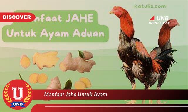 Temukan 10 Manfaat Jahe untuk Ayam, Meningkatkan Kesehatan dan Produktivitas Unggas Anda