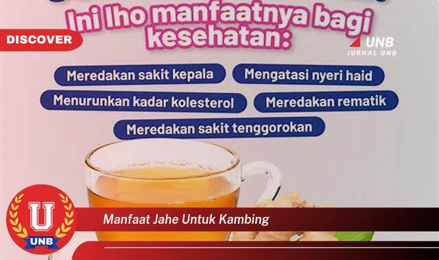 8 Manfaat manfaat jahe untuk kambing yang Wajib kamu ketahui