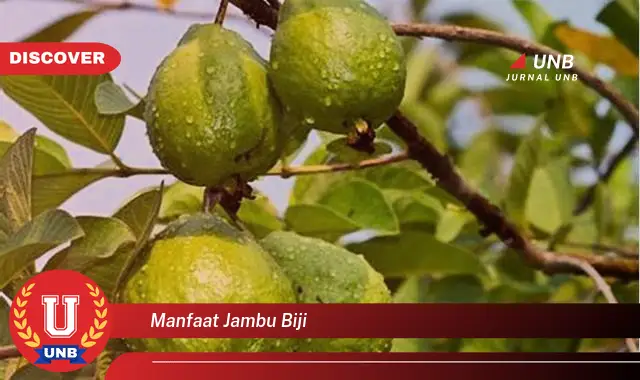 manfaat jambu biji