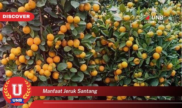 Temukan 9 Manfaat Jeruk Santang yang Tak Semua Orang Tahu