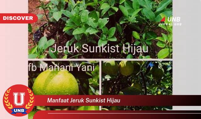 Temukan 8 Manfaat manfaat jeruk sunkist hijau yang tidak Semua Orang Tau