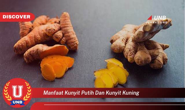 Temukan 8 Manfaat manfaat kunyit putih dan kunyit kuning yang Wajib kamu ketahui
