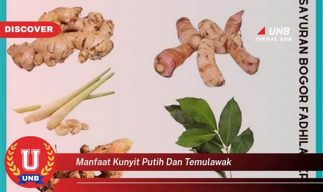 Temukan 9 Manfaat manfaat kunyit putih dan temulawak yang Wajib kamu ketahui
