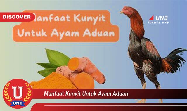 Temukan 8 Manfaat Kunyit untuk Ayam Aduan, Meningkatkan Stamina dan Kesehatan