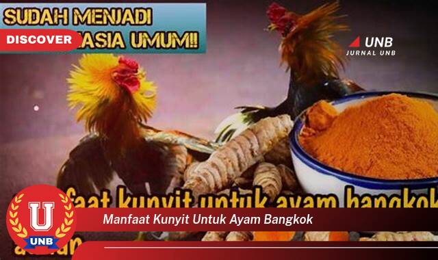 Inilah 9 Manfaat manfaat kunyit untuk ayam bangkok yang tidak Semua Orang Tau