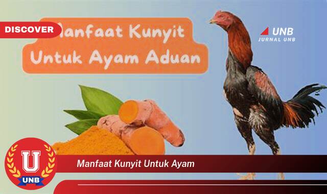 Temukan 9 Manfaat Kunyit untuk Ayam, Meningkatkan Kesehatan dan Produktivitas