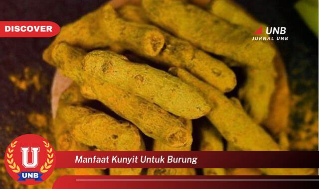 Inilah 8 Manfaat manfaat kunyit untuk burung yang Wajib kamu ketahui