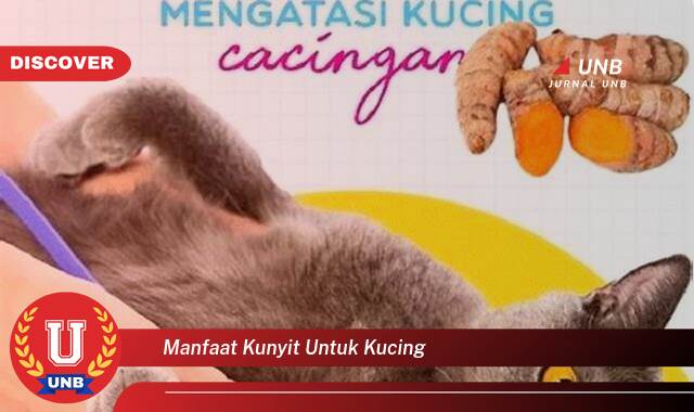 Temukan 9 Manfaat Kunyit untuk Kucing, Meningkatkan Kesehatan dan Kesejahteraan Hewan Peliharaan Anda