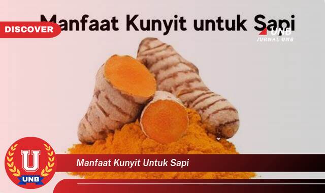 Temukan 10 Manfaat manfaat kunyit untuk sapi yang tidak Semua Orang Tau