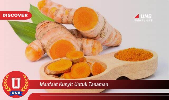 9 Manfaat manfaat kunyit untuk tanaman yang Wajib Kamu Intip