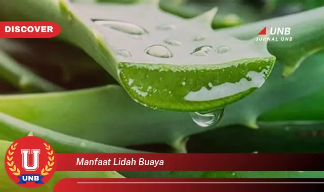 manfaat lidah buaya manfaat lidah buaya