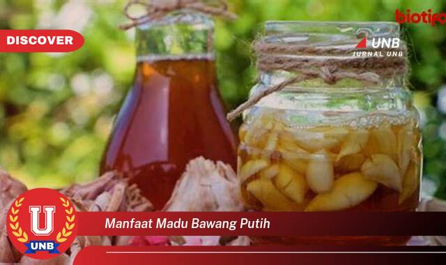 Temukan 8 Manfaat manfaat madu bawang putih yang Wajib kamu ketahui