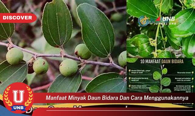 Temukan 10 Manfaat Minyak Daun Bidara dan Cara Menggunakannya untuk Kesehatan Kulit dan Rambut