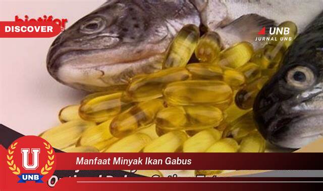 Temukan 8 Manfaat Minyak Ikan Gabus untuk Kesehatan Tubuh Anda Temukan 8 Manfaat Minyak Ikan Gabus untuk Kesehatan Tubuh Anda