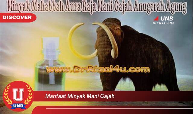 Temukan 10 Manfaat Minyak Mani Gajah untuk Kesehatan dan Vitalitas Pria