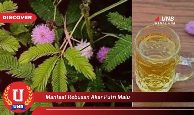 Inilah 10 Manfaat manfaat rebusan akar putri malu yang Jarang Diketahui
