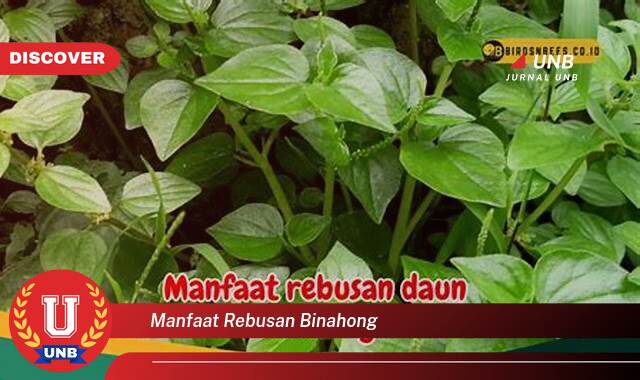 Temukan 10 Manfaat manfaat rebusan binahong yang Wajib kamu ketahui