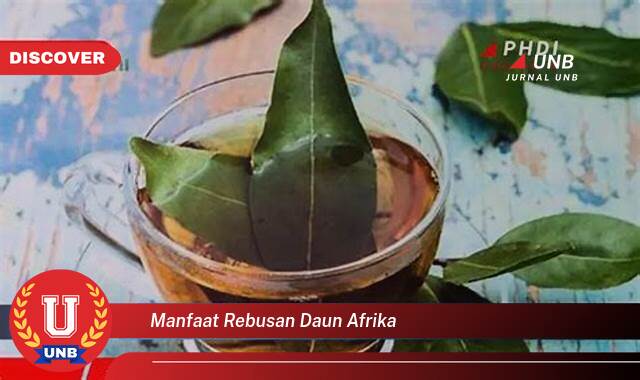 Inilah 10 Manfaat manfaat rebusan daun afrika yang Jarang Diketahui