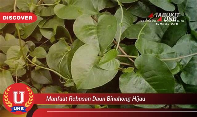 Temukan 10 Manfaat manfaat rebusan daun binahong hijau yang Jarang Diketahui