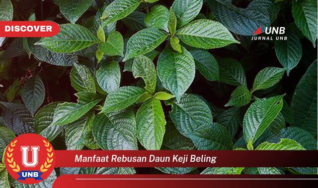 9 Manfaat manfaat rebusan daun keji beling yang Wajib Kamu Intip