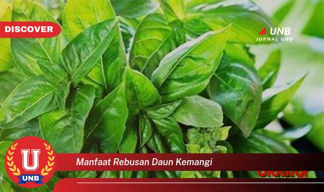 Temukan 10 Manfaat Rebusan Daun Kemangi untuk Kesehatan Tubuh Anda