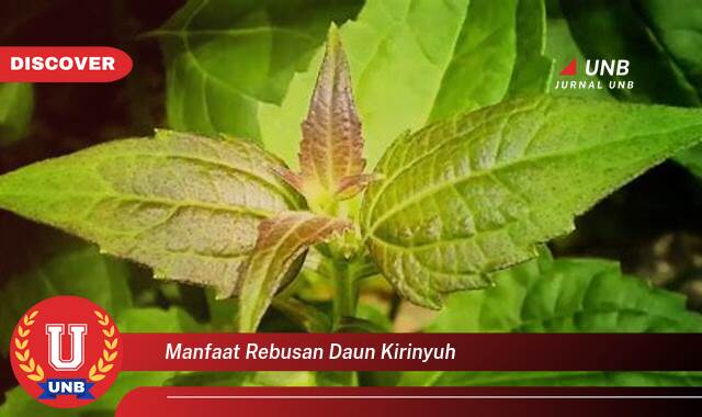 Temukan 10 Manfaat manfaat rebusan daun kirinyuh yang Wajib Kamu Intip