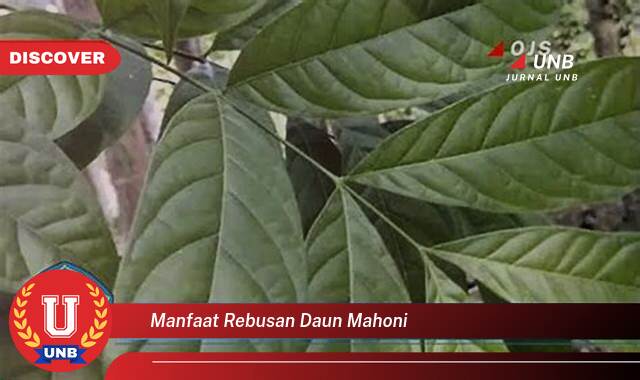 Inilah 8 Manfaat manfaat rebusan daun mahoni yang Wajib kamu ketahui
