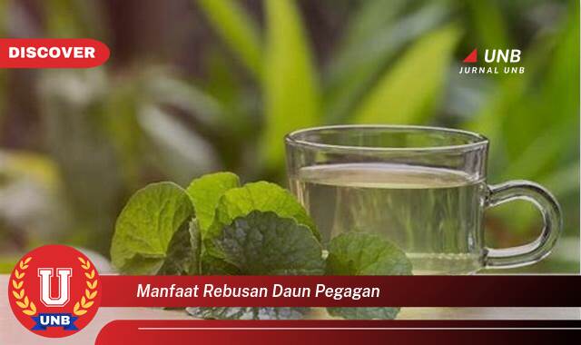 Ketahui 9 Manfaat manfaat rebusan daun pegagan yang tidak Semua Orang Tau