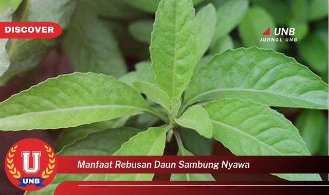 Inilah 8 Manfaat manfaat rebusan daun sambung nyawa yang Wajib Kamu Intip