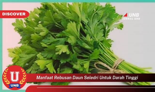 Temukan 8 Manfaat rebusan daun seledri untuk darah tinggi yang Wajib Kamu Intip