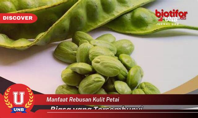 Temukan 8 Manfaat manfaat rebusan kulit petai yang Jarang Diketahui