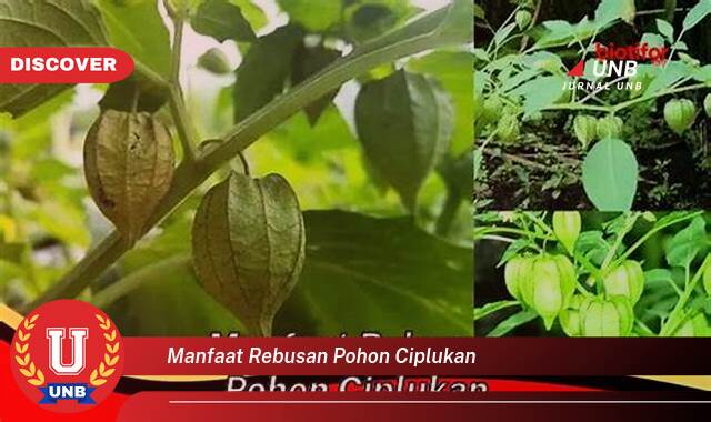 Ketahui 9 Manfaat Rebusan Ciplukan yang Bikin Kamu Penasaran