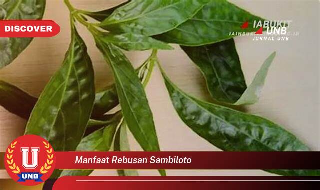 Temukan 8 Manfaat manfaat rebusan sambiloto yang Jarang Diketahui