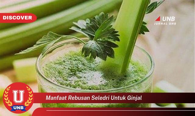 Temukan 8 Manfaat manfaat rebusan seledri untuk ginjal yang Wajib kamu ketahui