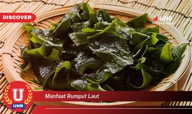 manfaat rumput laut