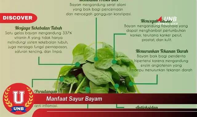 manfaat sayur bayam