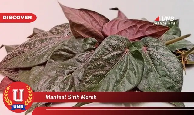 manfaat sirih merah