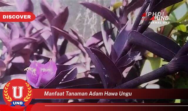 Ketahui 10 Manfaat manfaat tanaman adam hawa ungu yang Bikin Kamu Penasaran