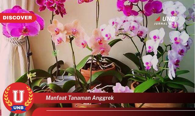 Temukan 10 Manfaat manfaat tanaman anggrek yang Jarang Diketahui